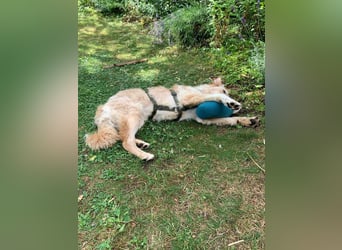 Liebenswerter kroatischer Schäferhund Luca sucht seine Menschen