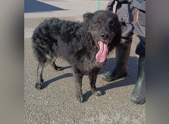 junger kroatischer Schäferhund Mischlings-Rüde Cortesse sucht ein Zuhause