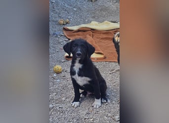 süßer Welpe Mischlings-Rüde Boo sucht ein Zuhause im Glück