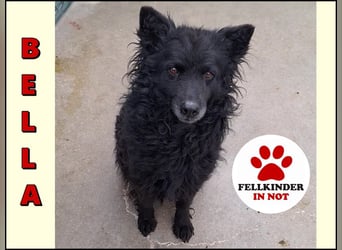 zauberhafte kroatische Schäferhund Hündin Bella sucht ihre Menschen