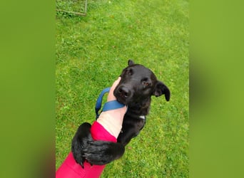 lieber Hütehund Mischlings-Rüde Taro sucht eine Familie oder Pflegestelle