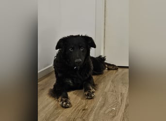 lieber Junghund Vigo sucht seine Familie, Schäferhund, Hütehund