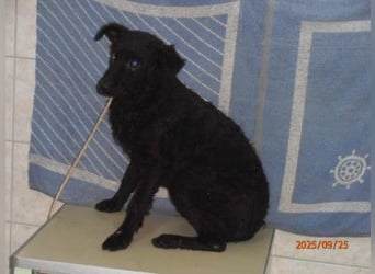 Notfall Welpe Yuna sucht ein Zuhause oder Pflegestelle