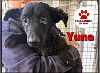 Notfall Welpe Yuna sucht ein Zuhause oder Pflegestelle