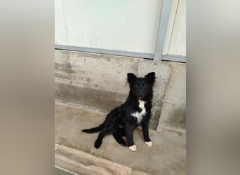 Aktiver Kroatischer Schäferhund Mischling Franjo sucht seine Familie