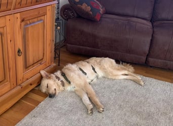 Liebenswerter kroatischer Schäferhund Luca sucht seine Menschen