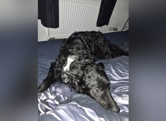 Aktiver kroatischer Schäferhund Franjo sucht seine Familie