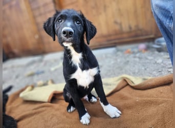 süßer Welpe Mischlings-Rüde Boo sucht ein Zuhause im Glück