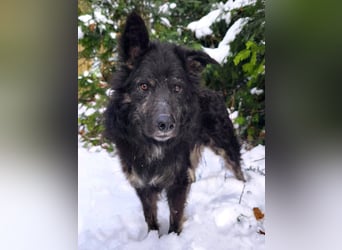 Wuschelkopf Cortesse sucht sein Kuschelkörbchen