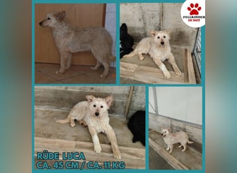 Freundlicher Mischlingsrüde Luca sucht sein zuhause