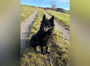 Pippa kroatischer Schäferhund Mischling Hündin sucht Zuhause für immer