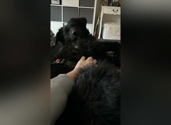 Arabica liebe kroatischer Schäferhund Mischlingshündin Mischling Hündin Junghund sucht Zuhause