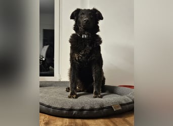 lieber Junghund Vigo sucht seine Familie, Schäferhund, Hütehund