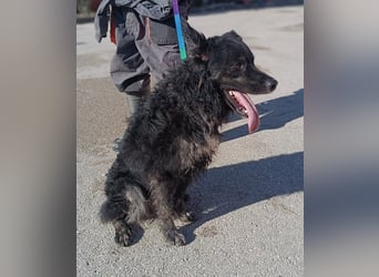 junger kroatischer Schäferhund Mischlings-Rüde Cortesse sucht ein Zuhause