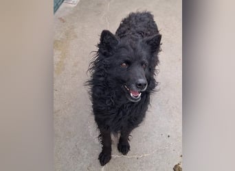 zauberhafte kroatische Schäferhund Hündin Bella sucht ihre Menschen