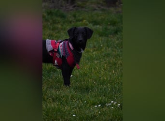 Zarter Mischlingswelpe Vigo sucht seine Menschen