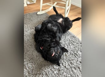 Pippa kroatischer Schäferhund Mischling Hündin sucht Zuhause für immer