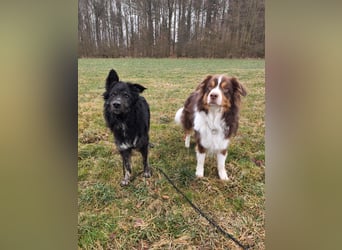 Wuschelkopf Cortesse sucht sein Kuschelkörbchen