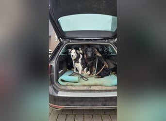 lieber Junghund Vigo sucht seine Familie, Schäferhund, Hütehund