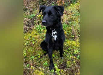 junger aktiver Mischlings-Rüde JarJar sucht eine Familie