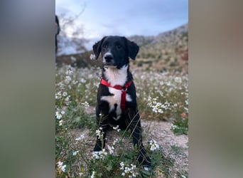 süßer Welpe Mischlings-Rüde Bop sucht ein Zuhause im Glück