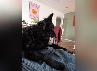 Zückersüße Dona sucht ihr Kuschelkörbchen