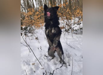 Wuschelkopf Cortesse sucht sein Kuschelkörbchen
