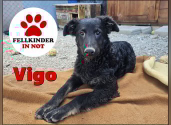süßer Welpe, Junghund, kroatischer Schäferhund Mischlings-Rüde Vigo sucht eine Familie