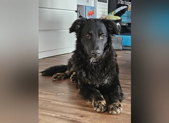 lieber Junghund Vigo sucht seine Familie, Schäferhund, Hütehund