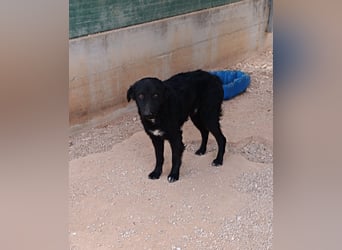 schüchterner Hütehund Mischling Bean sucht ein Körbchen