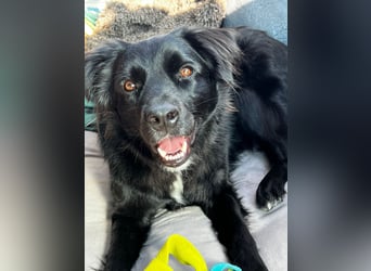 junger aktiver Mischlings-Rüde JarJar sucht eine Familie