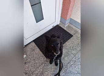 Zückersüße Dona sucht ihr Kuschelkörbchen