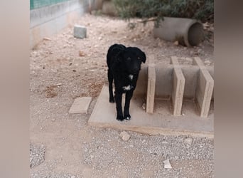 schüchterner Hütehund Mischling Bean sucht ein Körbchen