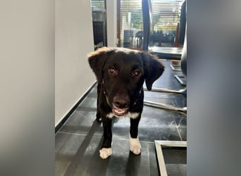 Boo kroatischer Schäferhund Mischling Welpe Junghund Rüde sucht Zuhause für immer