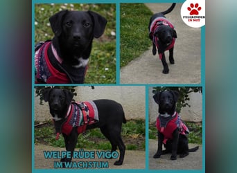 Zarter Mischlingswelpe Vigo sucht seine Menschen