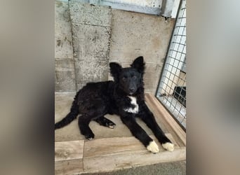 Aktiver Kroatischer Schäferhund Mischling Franjo sucht seine Familie