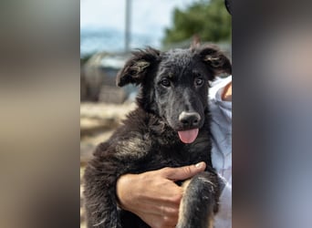 süßer Welpe, Junghund, kroatischer Schäferhund Mischlings-Rüde Vigo sucht eine Familie