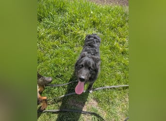Sportlicher kroatischer Schäferhund Cortesse sucht sein zuhause