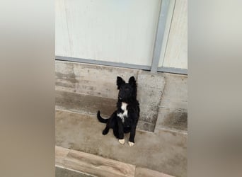 Aktiver Kroatischer Schäferhund Mischling Franjo sucht seine Familie