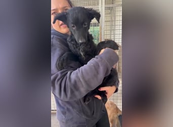 Notfall Welpe Yuna sucht ein Zuhause oder Pflegestelle