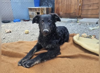 süßer Welpe, Junghund, kroatischer Schäferhund Mischlings-Rüde Vigo sucht eine Familie