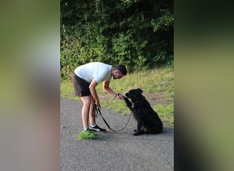 junger aktiver Mischlings-Rüde JarJar sucht eine Familie