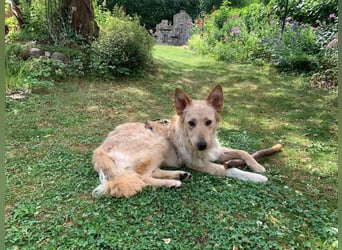 Liebenswerter kroatischer Schäferhund Luca sucht seine Menschen