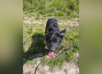 Sportlicher kroatischer Schäferhund Cortesse sucht sein zuhause
