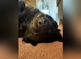 Pippa kroatischer Schäferhund Mischling Hündin sucht Zuhause für immer