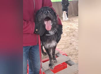 Sportlicher kroatischer Schäferhund Cortesse sucht sein zuhause