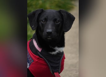 Zarter Mischlingswelpe Vigo sucht seine Menschen