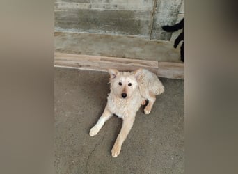 Freundlicher Mischlingsrüde Luca sucht sein zuhause