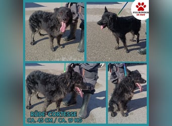 junger kroatischer Schäferhund Mischlings-Rüde Cortesse sucht ein Zuhause