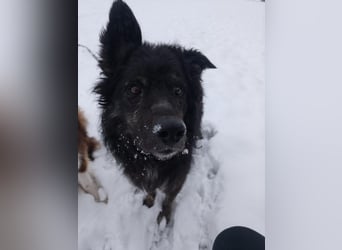 Wuschelkopf Cortesse sucht sein Kuschelkörbchen
